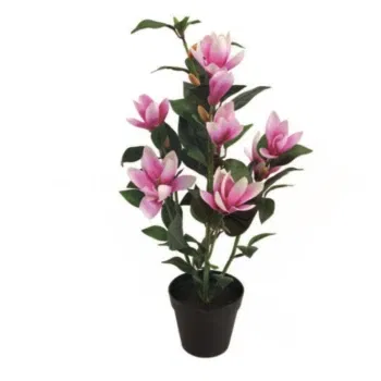 Włochy kwiaty- Roślina Magnolii