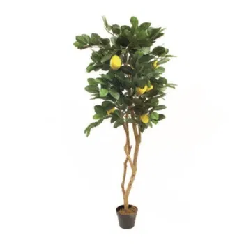 시칠리아 꽃- 레몬 식물