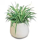 fiorista fiori di Laval- Impianto disinquinante Chlorophytum Bouquet floreale