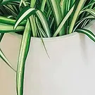 fiorista fiori di Laval- Impianto disinquinante Chlorophytum Bouquet floreale
