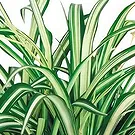 fiorista fiori di Laval- Impianto disinquinante Chlorophytum Bouquet floreale