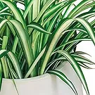 fiorista fiori di Laval- Impianto disinquinante Chlorophytum Bouquet floreale