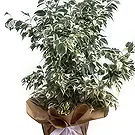 Adma flowers  -  Indoor Display Flower Bouquet/Arrangement