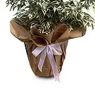 Adma flowers  -  Indoor Display Flower Bouquet/Arrangement