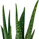 Ipsach Blumen Florist- Aloe Vera Bouquet/Blumenschmuck