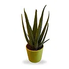 Zande blommor- Aloe Vera Wellness Plant Bukett/blomsterarrangemang