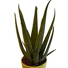 Zande blommor- Aloe Vera Wellness Plant Bukett/blomsterarrangemang