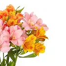 fiorista fiori di Firenze- Bouquet di Alstroemeria colorata Bouquet floreale