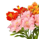 fiorista fiori di Firenze- Bouquet di Alstroemeria colorata Bouquet floreale