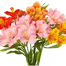 fiorista fiori di Firenze- Bouquet di Alstroemeria colorata Bouquet floreale