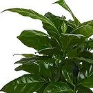 Ipsach Blumen Florist- Arabischer Kaffee Bouquet/Blumenschmuck