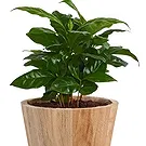 Ipsach Blumen Florist- Arabischer Kaffee Bouquet/Blumenschmuck