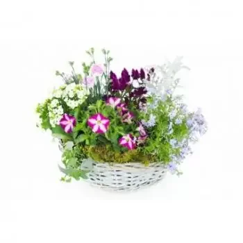 flores Marsella floristeria -  Montaje de plantas de Rosea rosa y violeta. Ramos de  con entrega a domicilio