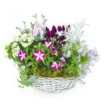 fiorista fiori di bordò- Assemblaggio di piante di Rosea rosa e viola Bouquet floreale