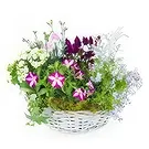 fiorista fiori di Laval- Assemblaggio di piante di Rosea rosa e viola Bouquet floreale