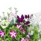 fiorista fiori di Laval- Assemblaggio di piante di Rosea rosa e viola Bouquet floreale