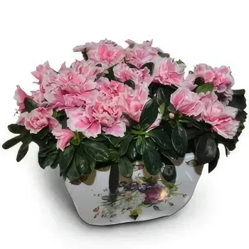 Grecia flori- Planul Azalea Floare Livrare