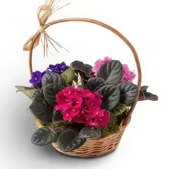 Fortaleza blomster- Kurv med 3 violette vaser Blomst buket/Arrangement