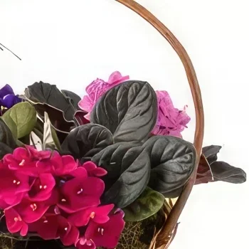 flores de Rio de Janeiro- Cesta com 3 Vasos Violeta Bouquet/arranjo de flor
