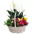 Cala Llonga flowers  -  Colorful Basket  Flower Bouquet/Arrangement