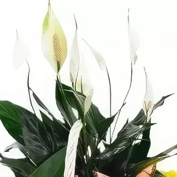 סרגוסה פרחים- סל צבעוני זר פרחים/סידור פרחים
