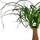 Monteceneri flowers  -  Ponytail Palm Flower Bouquet/Arrangement