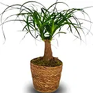 Monteceneri flowers  -  Ponytail Palm Flower Bouquet/Arrangement