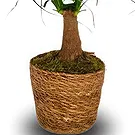 Monteceneri flowers  -  Ponytail Palm Flower Bouquet/Arrangement