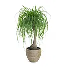 Vignone flowers  -  Beaucarnea Plant Flower Bouquet/Arrangement