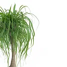 Vignone flowers  -  Beaucarnea Plant Flower Bouquet/Arrangement