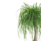 Vignone flowers  -  Beaucarnea Plant Flower Bouquet/Arrangement