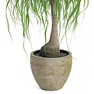 Vignone flowers  -  Beaucarnea Plant Flower Bouquet/Arrangement