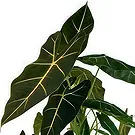 Zande blommor- Vackra Alocasia Bukett/blomsterarrangemang