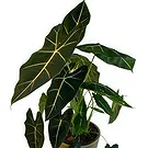 Zande blommor- Vackra Alocasia Bukett/blomsterarrangemang