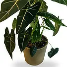 Zande blommor- Vackra Alocasia Bukett/blomsterarrangemang