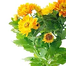 Italy flowers  -  Orange chrysanthemum Flower Bouquet/Arrangement