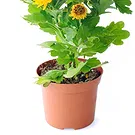 Italy flowers  -  Orange chrysanthemum Flower Bouquet/Arrangement