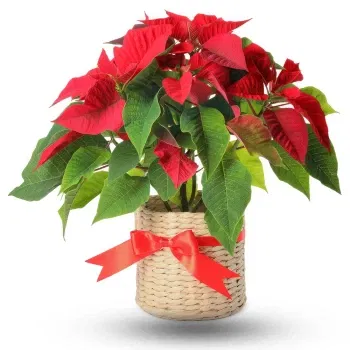 Athens online Florist - Red poisettia in basket Bouquet