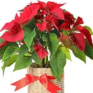 London flowers  -  Red poisettia in basket Flower Bouquet/Arrangement