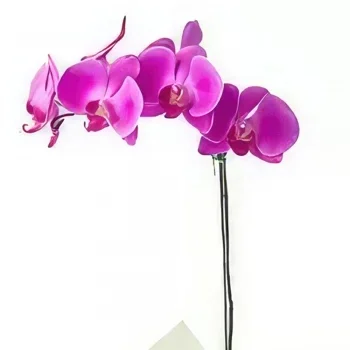 Manauс cveжe- Orhideja roze phalaenopсiс Cvet buket/aranžman