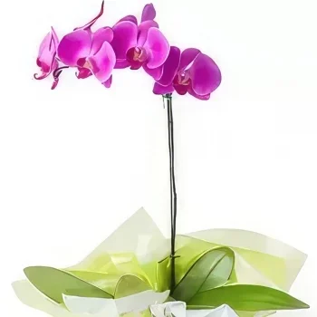 Manauс cveжe- Orhideja roze phalaenopсiс Cvet buket/aranžman
