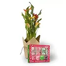 White River bloemen bloemist- vanille sweetie pie chocolade Boeket/bloemstuk