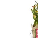 White River bloemen bloemist- vanille sweetie pie chocolade Boeket/bloemstuk