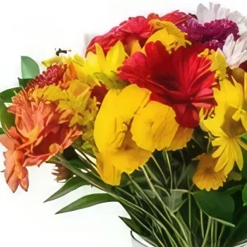 manaus kukat- Suuri järjestely värikkäitä ruukkukenttäkukki Kukka kukkakimppu