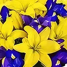 Cabo Balanco blommor- Vår romantik Bukett/blomsterarrangemang
