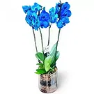 fleuriste fleurs de Niu Blau- Des âmes aux fleurs Bouquet/Arrangement floral