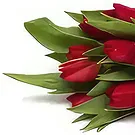 Adma flowers  -  For Love Flower Bouquet/Arrangement