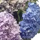 Ibiza flowers  -  Eternal Spring Flower Bouquet/Arrangement