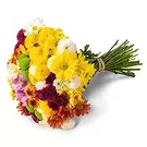 Brasilien Blumen Florist- Bouquet von bunten Gänseblümchen Bouquet/Blumenschmuck