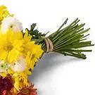 Brasilien Blumen Florist- Bouquet von bunten Gänseblümchen Bouquet/Blumenschmuck